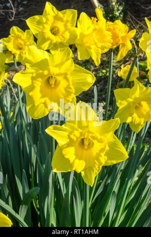 Ofen, Ceredigion, Wales, UK. 27 Feb, 2019. UK Wetter: Ein anderes heißen, sonnigen Tag, vielleicht der letzte Tag voller Sonnenschein für mehrere Tage. Die Temperaturen erreichen 20 Grad in diesem Bereich der Ceredigion vor ein paar Tagen. Narzissen in der Blüte. Die nationale Blume von Wales ist die Narzisse, die sich traditionell auf die St. David's Day, der an diesem Freitag abgenutzt ist, bis zum 1. März. Hier bei öffentlichen Garten im Dorf Ofen, Ceredigion, Wales, Großbritannien Credit: Paul Quayle/Alamy leben Nachrichten Stockfoto