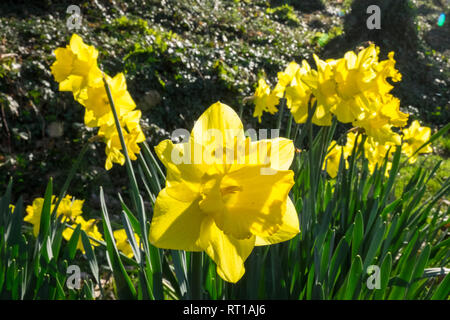 Ofen, Ceredigion, Wales, UK. 27 Feb, 2019. UK Wetter: Ein anderes heißen, sonnigen Tag, vielleicht der letzte Tag voller Sonnenschein für mehrere Tage. Die Temperaturen erreichen 20 Grad in diesem Bereich der Ceredigion vor ein paar Tagen. Narzissen in der Blüte. Die nationale Blume von Wales ist die Narzisse, die sich traditionell auf die St. David's Day, der an diesem Freitag abgenutzt ist, bis zum 1. März. Hier bei öffentlichen Garten im Dorf Ofen, Ceredigion, Wales, Großbritannien Credit: Paul Quayle/Alamy leben Nachrichten Stockfoto