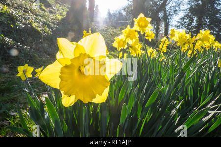 Ofen, Ceredigion, Wales, UK. 27 Feb, 2019. UK Wetter: Ein anderes heißen, sonnigen Tag, vielleicht der letzte Tag voller Sonnenschein für mehrere Tage. Die Temperaturen erreichen 20 Grad in diesem Bereich der Ceredigion vor ein paar Tagen. Narzissen in der Blüte. Die nationale Blume von Wales ist die Narzisse, die sich traditionell auf die St. David's Day, der an diesem Freitag abgenutzt ist, bis zum 1. März. Hier bei öffentlichen Garten im Dorf Ofen, Ceredigion, Wales, Großbritannien Credit: Paul Quayle/Alamy leben Nachrichten Stockfoto