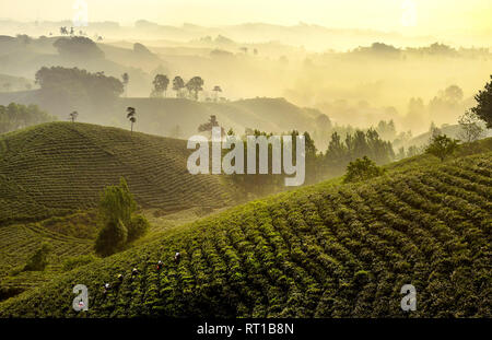 (190227) - Peking, Februar 27, 2019 (Xinhua) - Landwirte pick Teeblätter in einem Kaffee Bauernhof in Xinyang City, Central China Provinz Henan, 28. April 2018. Die 19. Nationalen Kongresses der Kommunistischen Partei Chinas (CPC), die im Oktober 2017 einberufen wurde, zum ersten Mal vorgeschlagen, eine Vitalisierung des ländlichen Raums Strategie und deutlich gemacht, dass die Entwicklung der Landwirtschaft und der ländlichen Räume muss Vorrang eingeräumt werden. Neubelebung der ländlichen Gebiete, wie die Umsetzung der ländlichen Vitalisierung Strategie Frühling wird über dem Land nach dem Prinzip des Building ländliche Gebiete mit blühenden b beschleunigt Stockfoto