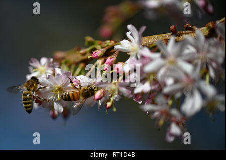 27. Februar 2019, Nordrhein-Westfalen, Köln: Bienen sitzen auf den ersten Kirschblüten. Foto: Henning Kaiser/dpa Stockfoto