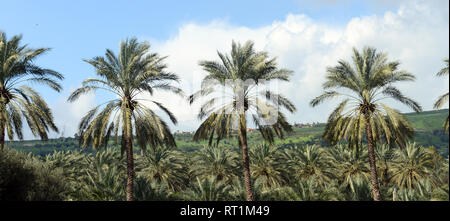 Datum Plantation in Israels Jordan Tal. Stockfoto