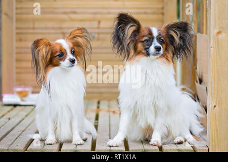 Porträt einer Papillon purebreed Hunde Stockfoto