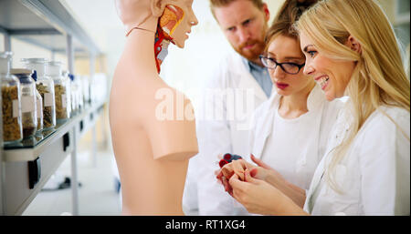 Studenten der Medizin untersuchen anatomische Modell im Klassenzimmer Stockfoto