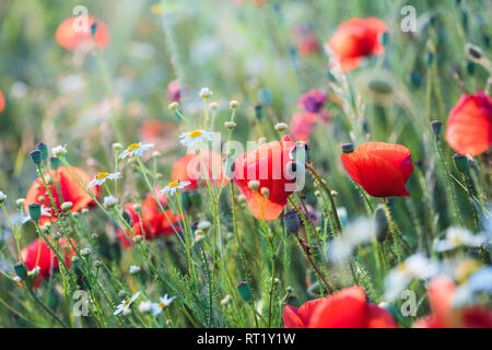Poppies flowers and other plants in the field. Flowery meadow flooded by sunlight in the summer Stockfoto