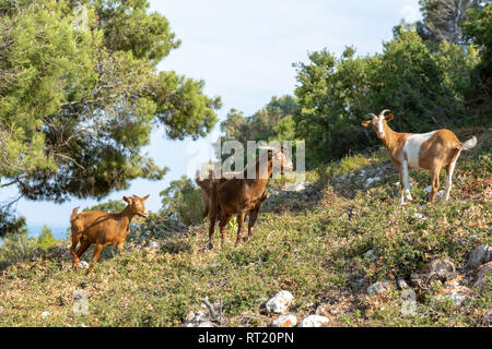 Kleine Herde von Ziegen auf einem Hügel, in die Kamera bei Sonnenuntergang auf einer griechischen Insel. Stockfoto