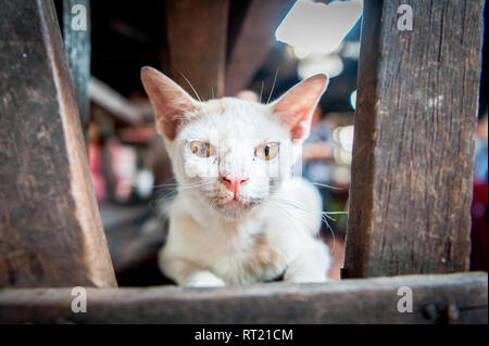 Eine streunende Katze oder vielleicht someones Pet zwischen den Ständen der eine Markthalle in Phnom Penh, Kambodscha sitzt. Stockfoto