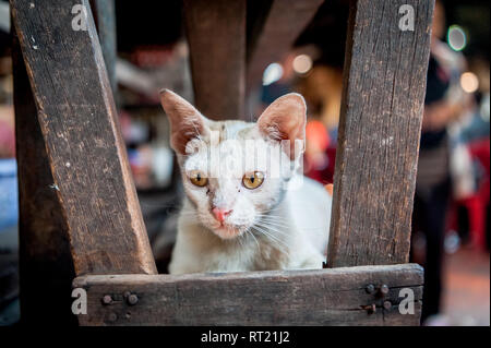 Eine streunende Katze oder vielleicht someones Pet zwischen den Ständen der eine Markthalle in Phnom Penh, Kambodscha sitzt. Stockfoto