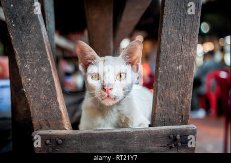 Eine streunende Katze oder vielleicht someones Pet zwischen den Ständen der eine Markthalle in Phnom Penh, Kambodscha sitzt. Stockfoto