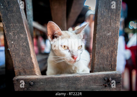 Eine streunende Katze oder vielleicht someones Pet zwischen den Ständen der eine Markthalle in Phnom Penh, Kambodscha sitzt. Stockfoto