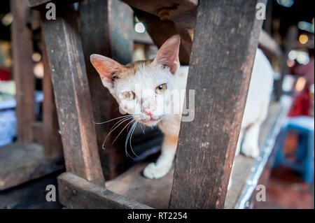 Eine streunende Katze oder vielleicht someones Pet zwischen den Ständen der eine Markthalle in Phnom Penh, Kambodscha sitzt. Stockfoto