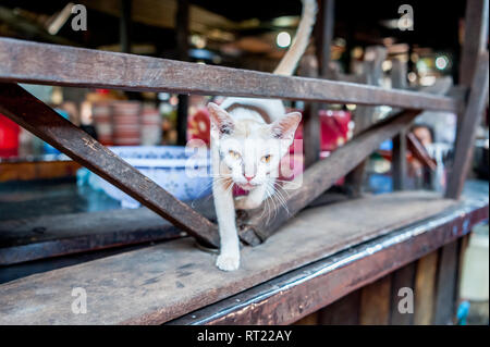 Eine streunende Katze oder vielleicht someones Pet zwischen den Ständen der eine Markthalle in Phnom Penh, Kambodscha sitzt. Stockfoto