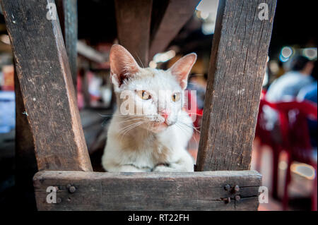 Eine streunende Katze oder vielleicht someones Pet zwischen den Ständen der eine Markthalle in Phnom Penh, Kambodscha sitzt. Stockfoto