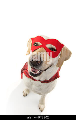 Hund SUPERHELD KOSTÜM. LABRADOR VON OBEN trägt eine rote Maske und Cape. Karneval oder Halloween. Isolierte STUDIO SHOT vor weißem Hintergrund. Stockfoto