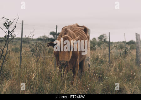 Rippen auf eine Skinny Cow neben den Zaun auf dem Land, in der nördlichen Provinz Formosa, Argentinien Stockfoto