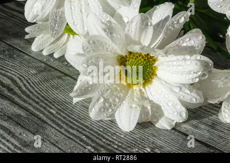 Weiße Chrysanthemen in Wassertropfen Nahaufnahme auf einer hölzernen Hintergrund. Bild geeignet für Themen der Flora, Flower Business, Garten Stockfoto