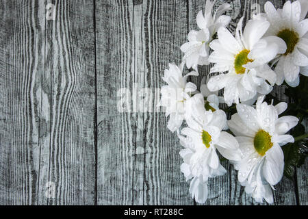 Weiße Chrysanthemen in Wassertropfen Nahaufnahme auf einer hölzernen Hintergrund. Bild geeignet für Themen der Flora, Flower Business, Garten Stockfoto