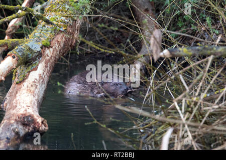 Zerbissen Bäume, Biber, Biber im Morgengrauen, Biber, Castor fiber, Europäische Biber, großes Nagetier, Meister Bockert, nagende, Nagetier, Nages Stockfoto