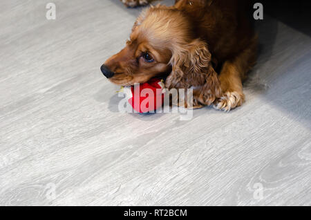 Lustig, lustig und Naughty Dog breed Cocker Spaniel riss ein Spielzeug Stockfoto