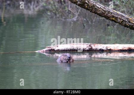 Zerbissen Bäume, Biber, Biber im Morgengrauen, Biber, Castor fiber, Europäische Biber, großes Nagetier, Meister Bockert, nagende, Nagetier, Nages Stockfoto