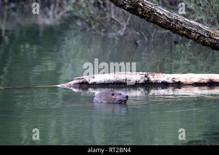 Zerbissen Bäume, Biber, Biber im Morgengrauen, Biber, Castor fiber, Europäische Biber, großes Nagetier, Meister Bockert, nagende, Nagetier, Nages Stockfoto