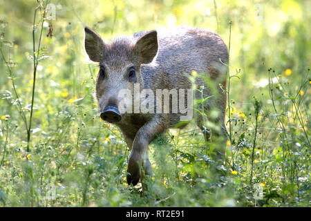 Schweine, Schweine, Tiere, endemische Tiere, junge Wildschweine, Huftiere, Leistungsbeschreibung, ein Durcheinander, was für ein Chaos im Sommer, schwarze Kittel, bl Stockfoto