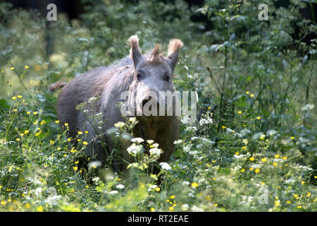 Schweine, Schweine, Tiere, endemische Tiere, Huftiere, Leistungsbeschreibung, ein Durcheinander, was für ein Chaos im Sommer, schwarze Kittel, schwarz, Spiel, Schwein, Schwein Stockfoto