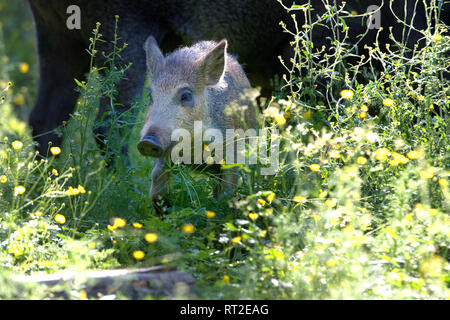 Schweine, Schweine, Tiere, endemische Tiere, junge Wildschweine, Huftiere, Leistungsbeschreibung, ein Durcheinander, was für ein Chaos im Sommer, schwarze Kittel, bl Stockfoto