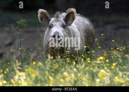 Schweine, Schweine, Tiere, endemische Tiere, Huftiere, Leistungsbeschreibung, ein Durcheinander, was für ein Chaos im Sommer, schwarze Kittel, schwarz, Spiel, Schwein, Schwein Stockfoto