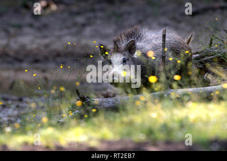 Schweine, Schweine, Tiere, endemische Tiere, junge Wildschweine, Huftiere, Leistungsbeschreibung, ein Durcheinander, was für ein Chaos im Sommer, schwarze Kittel, bl Stockfoto