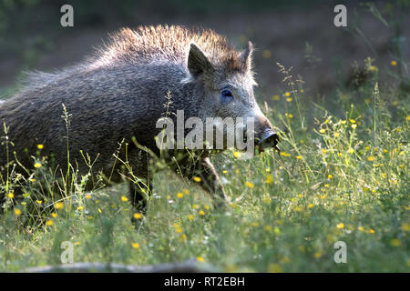 Schweine, Schweine, Tiere, endemische Tiere, Huftiere, Leistungsbeschreibung, ein Durcheinander, was für ein Chaos im Sommer, schwarze Kittel, schwarz, Spiel, Schwein, Schwein Stockfoto