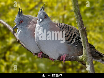 Crested Tauben (ocyphaps lophotes) Stockfoto