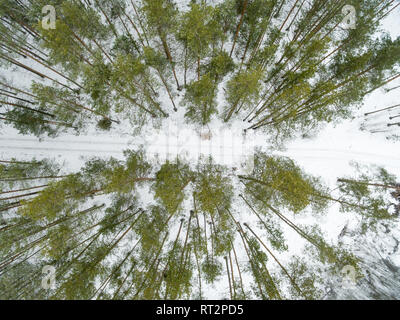 Winterlandschaft auf der Straße in einem grünen Wald. Drone anzeigen Foto an einem bewölkten Tag. Antenne top Ausblick wunderschön verschneite Landschaft. Stockfoto