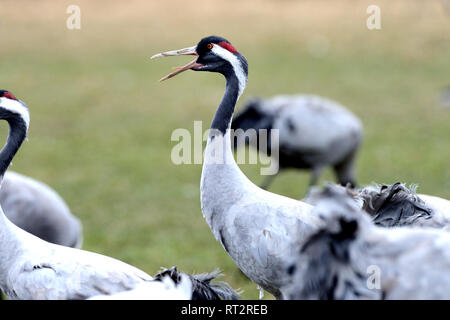 Echte Kraniche, graue Kraniche, Grus Grus, Kran, Krane, Crane's Vögel, Crane's Zug, Mecklenburg-Vorpommern, Mecklenburger Seenplatte, Stockfoto