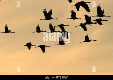 Echte Kraniche, graue Kraniche, Grus Grus, Kran, Krane, Crane's Vögel, Crane's Zug, Mecklenburg-Vorpommern, Mecklenburger Seenplatte, Stockfoto