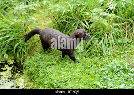 Nerz, Amerikanischer Nerz, Neovison Vision-fitness Vision-fitness, Mustela, Marder, Marder, predator, Doggy, wildes Tier, selten, Neozeoen *** Local Caption *** Nerz, Stockfoto