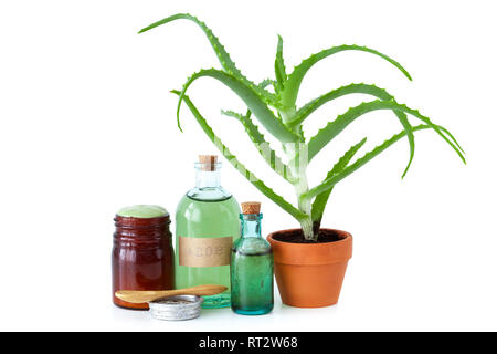 Aloe Pflanze im Blumentopf, Bio Aloe vera Essenz, Creme oder Salbe und andere Produkte auf Weiß. Stockfoto