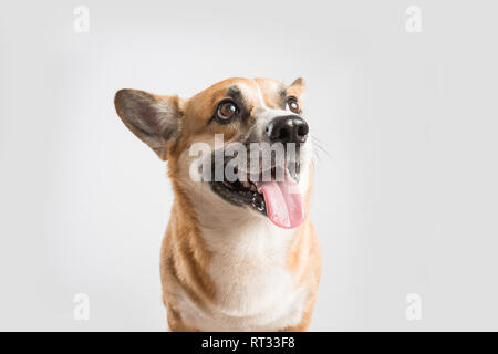 Welsh Corgi Pembroke Hund heraus haften Zunge über Weiß Stockfoto