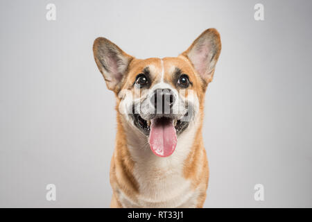 Lustige Corgi Pembroke im Studio vor einem weißen Hintergrund Stockfoto