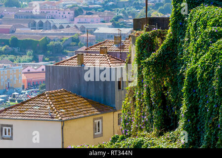 Grüne Pflanzen bedeckt die Wand in Porto, Portugal. Stockfoto