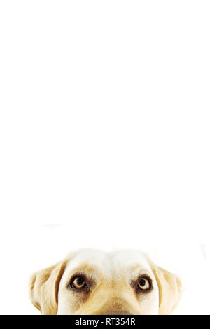 In der Nähe von LABRADOR RETRIEVER gelbe Augen. Isolierte STUDIO SHOT vor weißem Hintergrund. Stockfoto