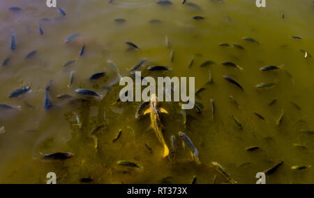 Einige Fische in China in einem schmutzigen Teich Stockfoto