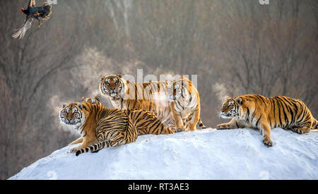 Mehrere sibirische Tiger stehen auf einem verschneiten Hügel und Beute fangen. China. Harbin. Mudanjiang Provinz. Hengdaohezi Park. Siberian Tiger Park. Stockfoto