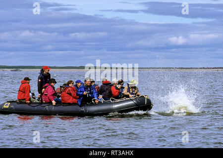 Sternzeichen mit Touristen Nass spritzt Belugawal im Hudson River, Churchill, Kanada Stockfoto