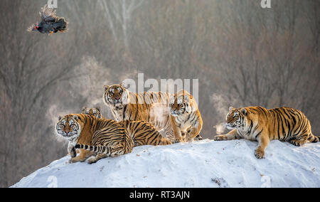 Mehrere sibirische Tiger stehen auf einem verschneiten Hügel und Beute fangen. China. Harbin. Mudanjiang Provinz. Hengdaohezi Park. Siberian Tiger Park. Stockfoto