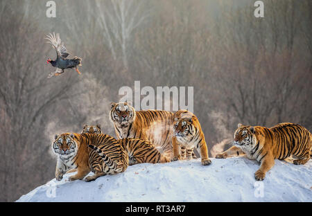 Mehrere sibirische Tiger stehen auf einem verschneiten Hügel und Beute fangen. China. Harbin. Mudanjiang Provinz. Hengdaohezi Park. Siberian Tiger Park. Stockfoto