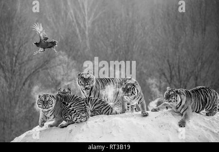 Mehrere sibirische Tiger stehen auf einem verschneiten Hügel und Beute fangen. Schwarz und Weiß. China. Harbin. Mudanjiang Provinz. Hengdaohezi Park. Stockfoto