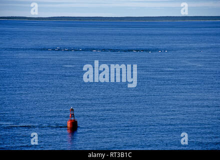 Große Gruppe von Beluga Wale jagen in den Hudson River in der Nähe von Churchill, Kanada Stockfoto