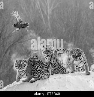 Mehrere sibirische Tiger stehen auf einem verschneiten Hügel und Beute fangen. Schwarz und Weiß. China. Harbin. Mudanjiang Provinz. Hengdaohezi Park. Stockfoto