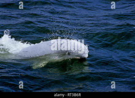 Junge grau Beluga Wal in den Hudson River kommen wieder Luft, Churchill, Kanada Stockfoto